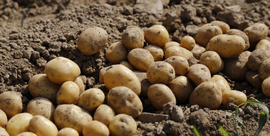 Урожайные сорта картофеля: новые надежды для садоводов Урожайные сорта картофеля: новые надежды для садоводов