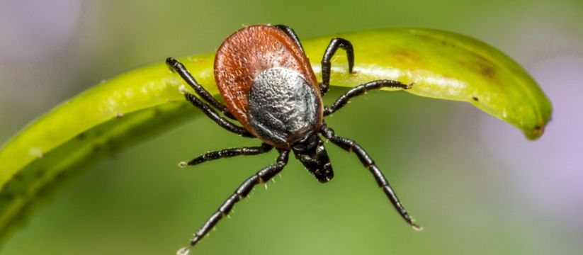 Натуральные эфирные масла — надёжная защита от клещей Натуральные эфирные масла — надёжная защита от клещей