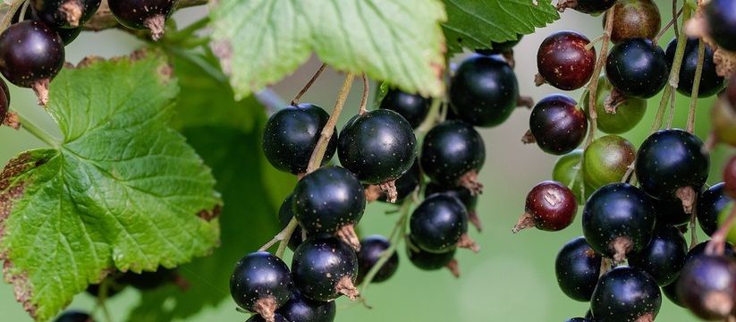 Как заставить смородину плодоносить как на дрожжах: секретный рецепт для богатого урожая Как заставить смородину плодоносить как на дрожжах: секретный рецепт для богатого урожая