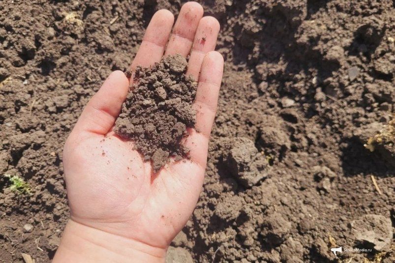 Осторожно: рыхление после дождя может погубить урожай! Осторожно: рыхление после дождя может погубить урожай!