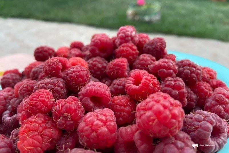 Весенняя подкормка малины: как получить богатый урожай Весенняя подкормка малины: как получить богатый урожай