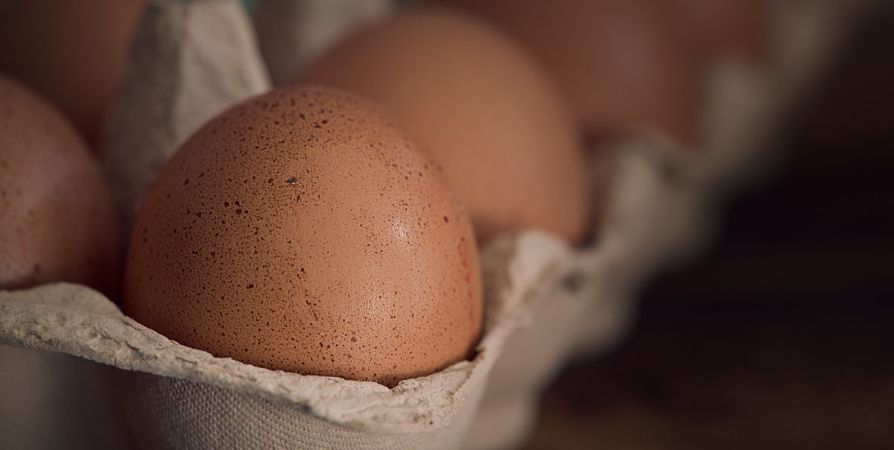 Как из картонного лотка для яиц сделать мини-парник для рассады Как из картонного лотка для яиц сделать мини-парник для рассады