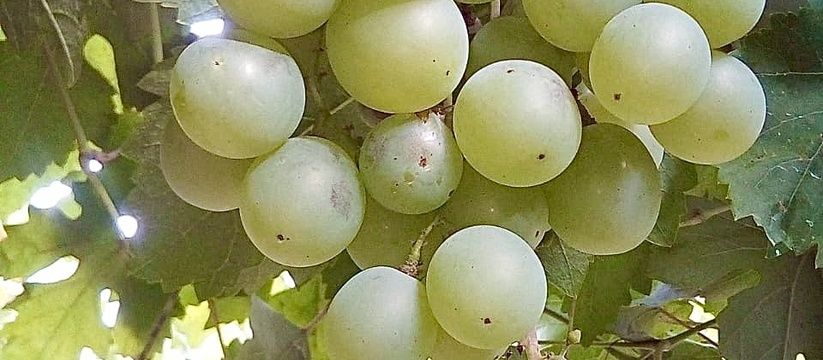 Весенний уход за виноградом: как обеспечить богатый урожай Весенний уход за виноградом: как обеспечить богатый урожай