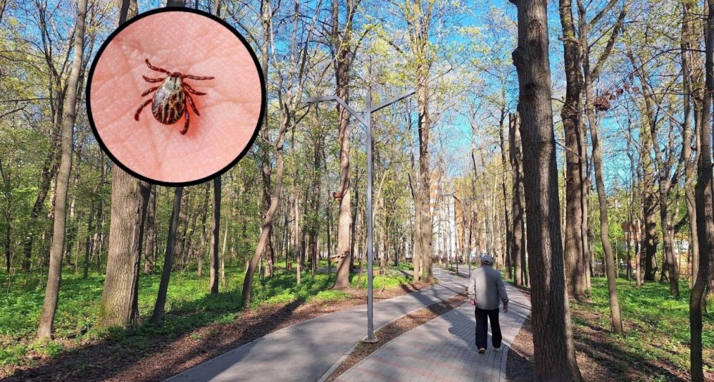 Вторая группа крови — деликатес для клещей: как защитить себя от укусов Вторая группа крови — деликатес для клещей: как защитить себя от укусов