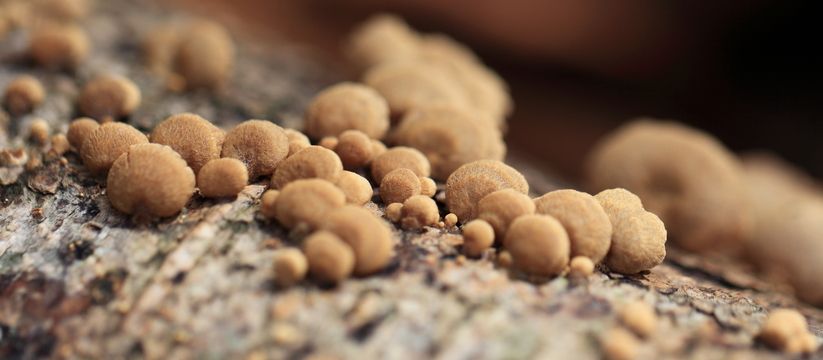 Смертельный грибок Aspergillus: невидимая угроза для миллионов Смертельный грибок Aspergillus: невидимая угроза для миллионов