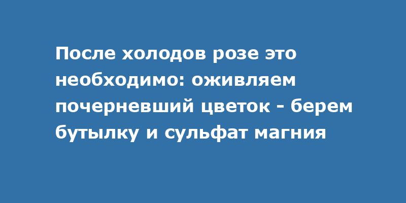 Как спасти почерневшую розу после холодов: простой способ с бутылкой и сульфатом магния Как спасти почерневшую розу после холодов: простой способ с бутылкой и сульфатом магния