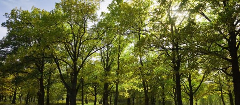 Какие деревья нельзя рубить даже на своём участке Какие деревья нельзя рубить даже на своём участке