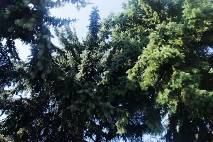 Почему не стоит сажать ель во дворе: скрытые опасности хвойного гиганта Почему не стоит сажать ель во дворе: скрытые опасности хвойного гиганта