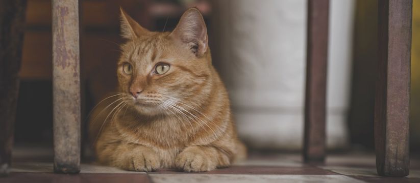Птичий грипп у кошек: что нужно знать владельцам Птичий грипп у кошек: что нужно знать владельцам