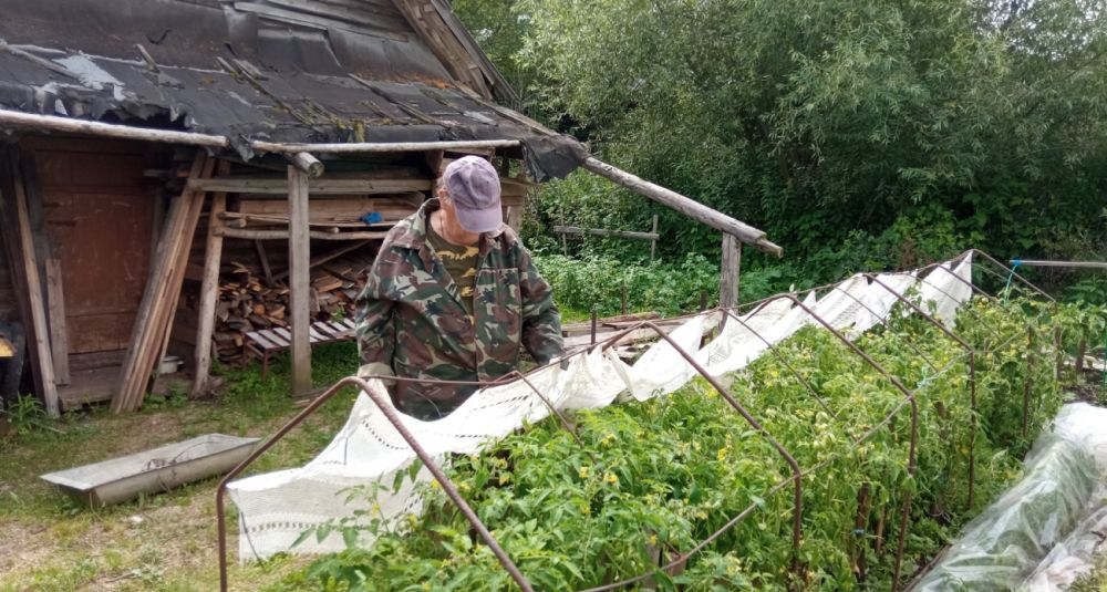 Сладкий секрет для богатого урожая: как сахар и перекись водорода творят чудеса на грядках Сладкий секрет для богатого урожая: как сахар и перекись водорода творят чудеса на грядках