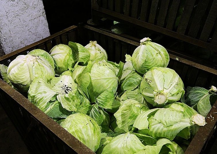 Натуральные средства для выращивания здоровой капусты Натуральные средства для выращивания здоровой капусты