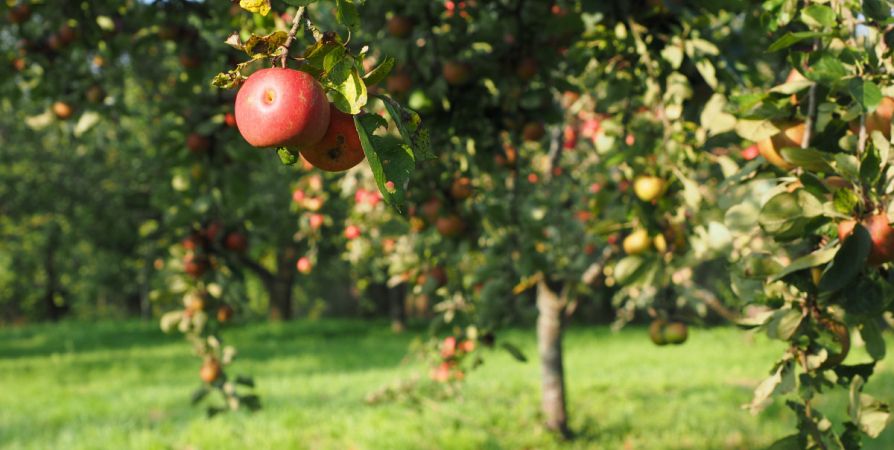 Секрет богатого урожая: как раствор из мочевины и железного купороса помогает деревьям Секрет богатого урожая: как раствор из мочевины и железного купороса помогает деревьям
