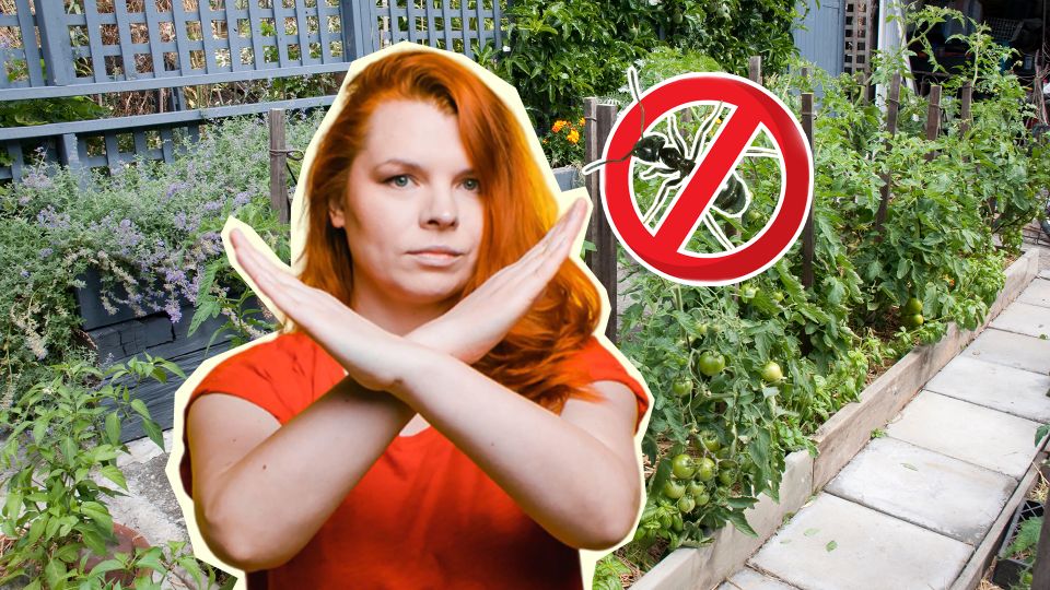 Как быстро и безопасно избавиться от муравьёв на даче Как быстро и безопасно избавиться от муравьёв на даче