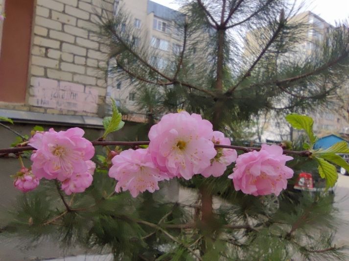 Цветочная воровка из Уссурийска: как камера «поймала» хулиганку среди бела дня Цветочная воровка из Уссурийска: как камера «поймала» хулиганку среди бела дня