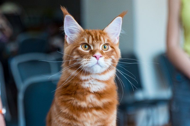 Кошки, которым нужна свобода: 4 породы, не приспособленные для жизни в квартире Кошки, которым нужна свобода: 4 породы, не приспособленные для жизни в квартире