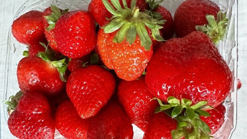 Как вырастить крупную и сладкую клубнику: секрет опытных дачников Как вырастить крупную и сладкую клубнику: секрет опытных дачников