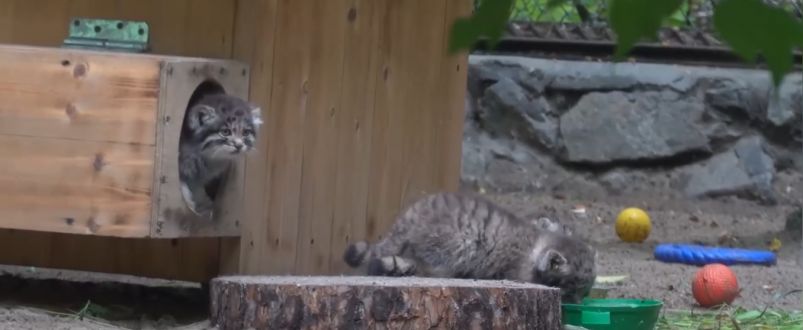 Милые шалости маленьких хищников: как котята манула в Новосибирском зоопарке познают мир Милые шалости маленьких хищников: как котята манула в Новосибирском зоопарке познают мир