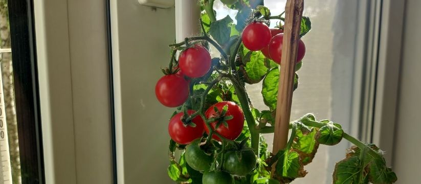 Банановая кожура — натуральное удобрение для помидоров Банановая кожура — натуральное удобрение для помидоров