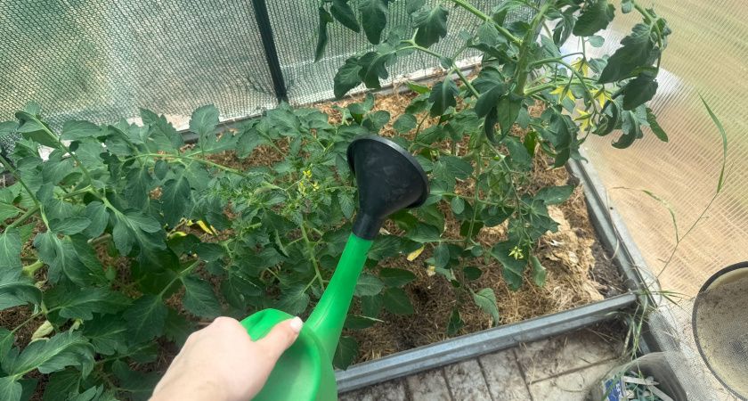 Волшебное средство для оживления вялых томатов: удвоение завязей за пару дней Волшебное средство для оживления вялых томатов: удвоение завязей за пару дней