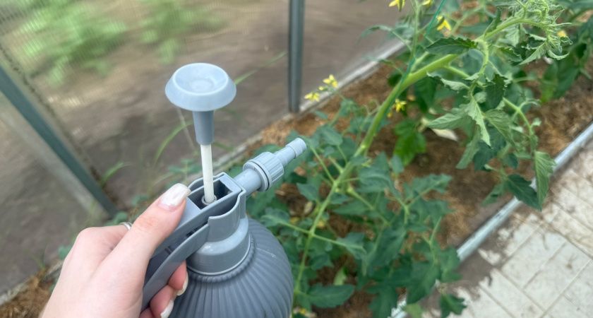 Секрет богатого урожая томатов: как стимулировать образование завязей