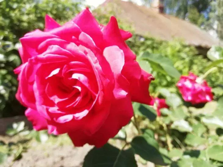 Продлите цветение роз до сентября: секрет ухода за кустами в конце июня