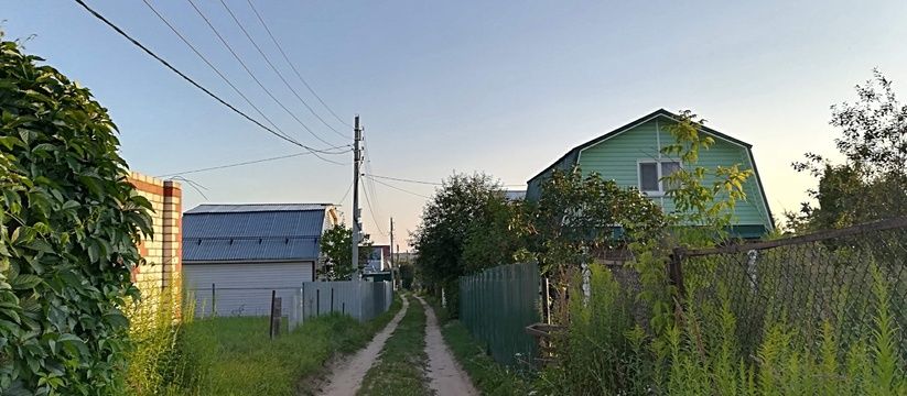 Как избавиться от тли и муравьёв в саду: простой и эффективный метод