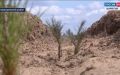 Лес жизни: 64 тысячи сосен в честь памяти героев войны