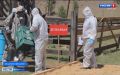 В Бурятии ветеринары провели учения по борьбе с опасной болезнью лошадей