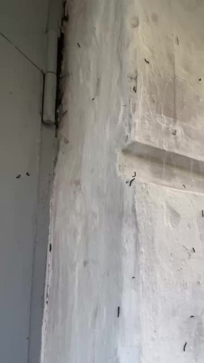 -  :     