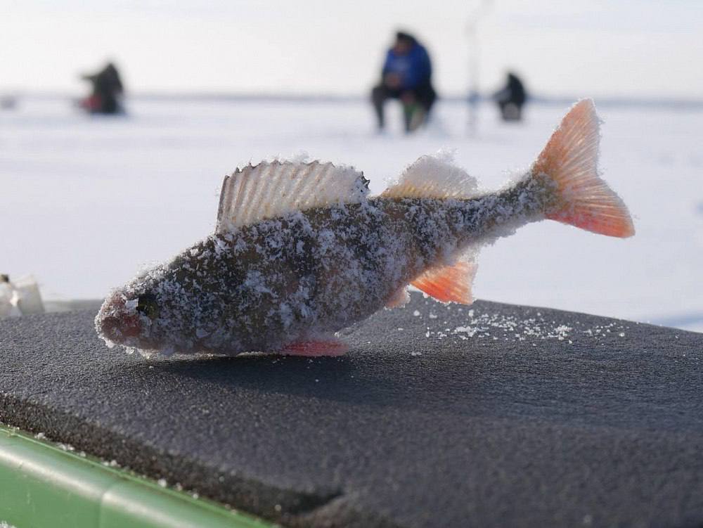В г. Улан-Удэ ветераны транспортной полиции приняли участие в соревнованиях по подледному лову на мормышку В г. Улан-Удэ ветераны транспортной полиции приняли участие в соревнованиях по подледному лову на мормышку